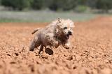 CAIRN TERRIER 212